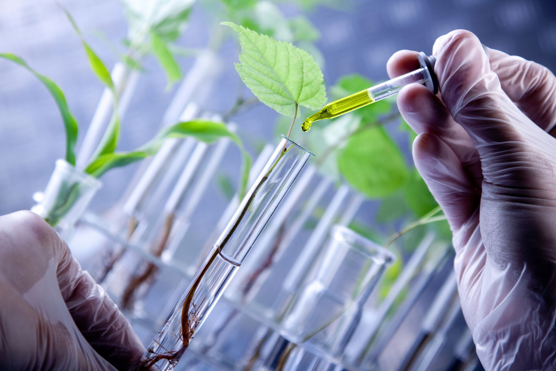 Nahaufnahme von Händen in Handschuhen, die Flüssigkeit in Reagenzgläser mit grünen Pflanzen pipettieren, zeigt Forschung bei COTECH Berlin.